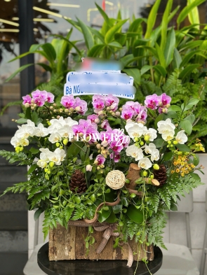 HDN021-CHẬU LAN HD NHÍ 13 CÀNH