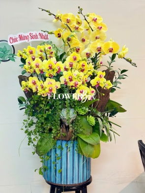 HDN023-CHẬU LAN HD NHÍ 16 CÀNH