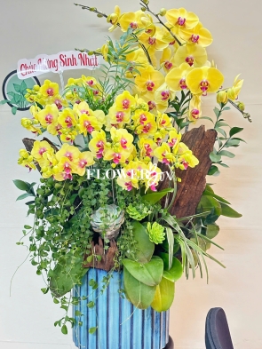 HD043 - Chậu hồ điệp Tiểu Cảnh