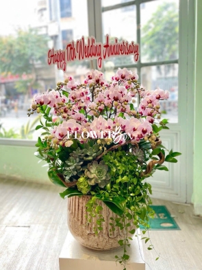 HDN022-CHẬU LAN HD NHÍ 13 CÀNH