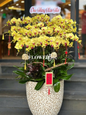 HD050 - Chậu HD Khảm Trai 26 cành