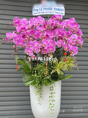 HD042 - Chậu hồ điệp 17 cành