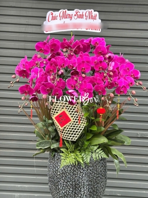 HD053 - Chậu hồ điệp 15 cành