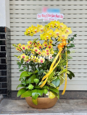 HDN025-CHẬU LAN HD NHÍ 11 CÀNH