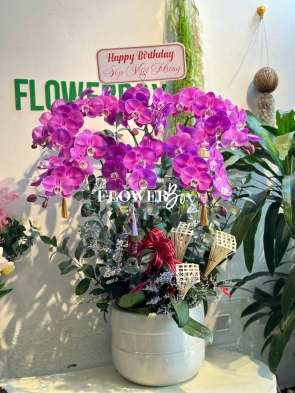 HD024 - Chậu hồ điệp 7 cành