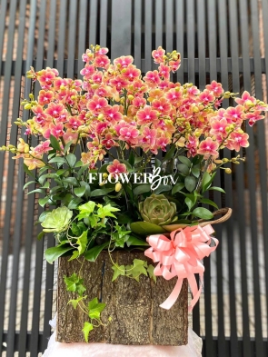 HDN024-CHẬU LAN HD NHÍ 18 CÀNH