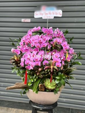 HD045 - Chậu hồ điệp Tiểu Cảnh 