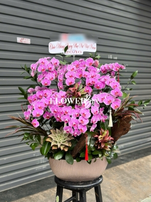 HDN026-CHẬU LAN HD NHÍ 13 CÀNH