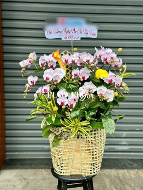 HDN029-CHẬU LAN HD NHÍ 14 CÀNH