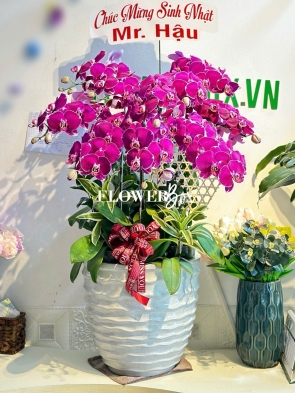 HD036 - Chậu hồ điệp 33 cành