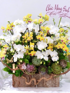 HDN028-CHẬU LAN HD NHÍ 24 CÀNH