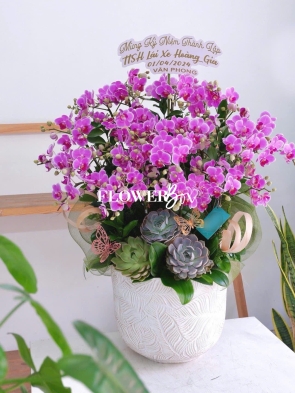 HDN020-CHẬU LAN HD NHÍ  20 CÀNH