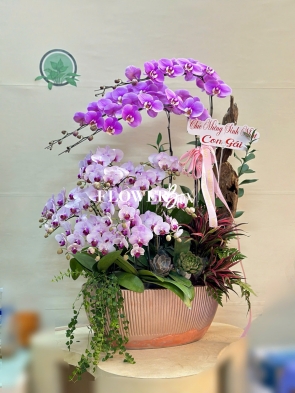 HDN030-CHẬU LAN HD NHÍ 15 CÀNH