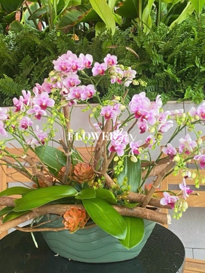 HDN001-CHẬU LAN HD NHÍ 9 CÀNH