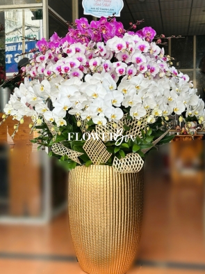 HD023 - Chậu hồ điệp 36 cành