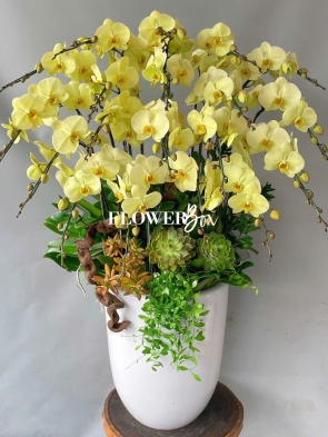 HD003 - Chậu lan 25 cành