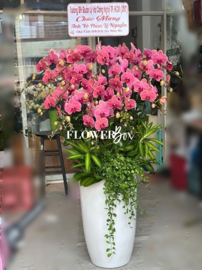 HD018 - Chậu hồ điệp 9 cành