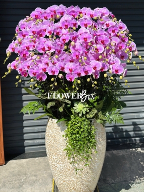 HD046 - Chậu hồ điệp 14 cành