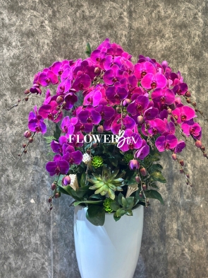 HD020 - Chậu hồ điệp 36 cành