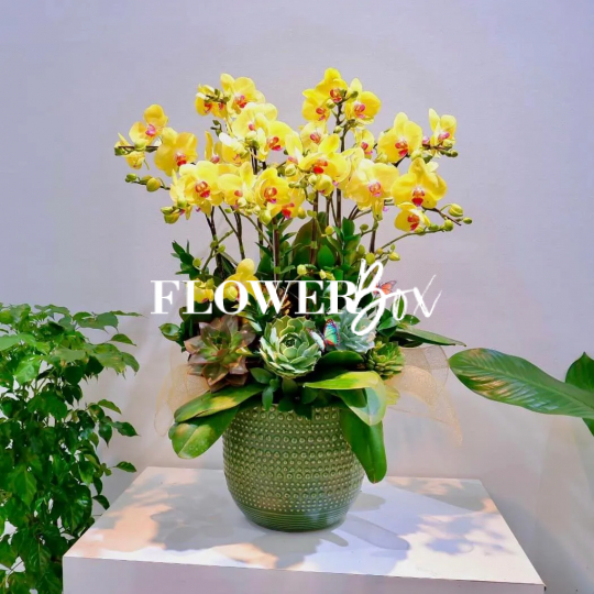 HD005 - Chậu hồ điệp 10 cành