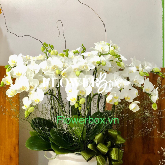 HDN003-CHẬU LAN HD NHÍ 13 CÀNH