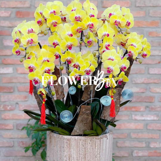 HD008 - Chậu hồ điệp 10 cành