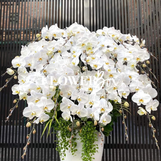 HD009 - Chậu hồ điệp 20 cành 