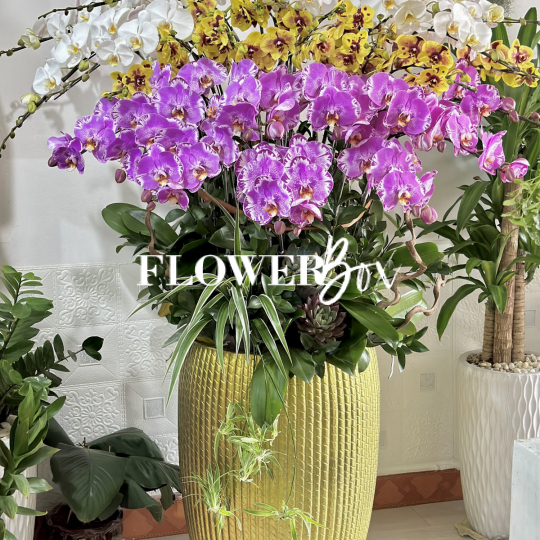 HD002 - Chậu HD 35 Cành