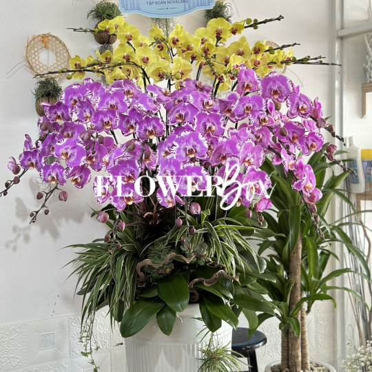 HD003 - Chậu lan 25 cành