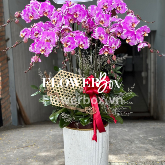 HD017 - Chậu hồ điệp 9 cành