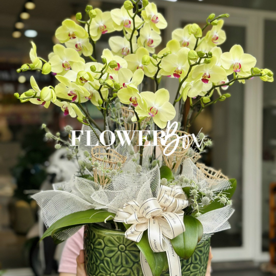 HDN009-CHẬU LAN HD NHÍ 9 CÀNH