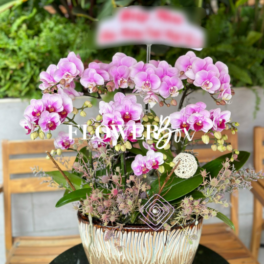 HDN006-CHẬU LAN HD NHÍ 7 CÀNH