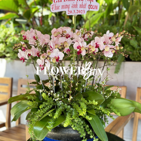 HDN013-CHẬU LAN HD NHÍ 9 CÀNH