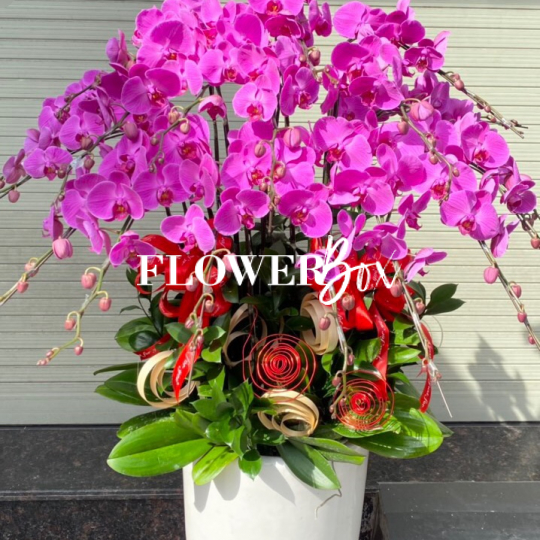 HD011 - Chậu hồ điệp 17 cành
