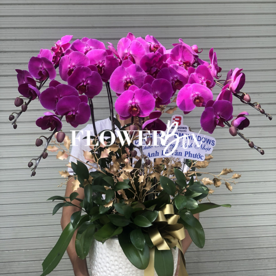 HD018 - Chậu hồ điệp 9 cành