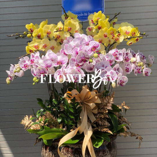 HD012 - Chậu hồ điệp 19 cành