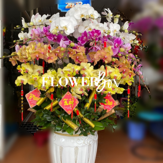 HD020 - Chậu hồ điệp 36 cành