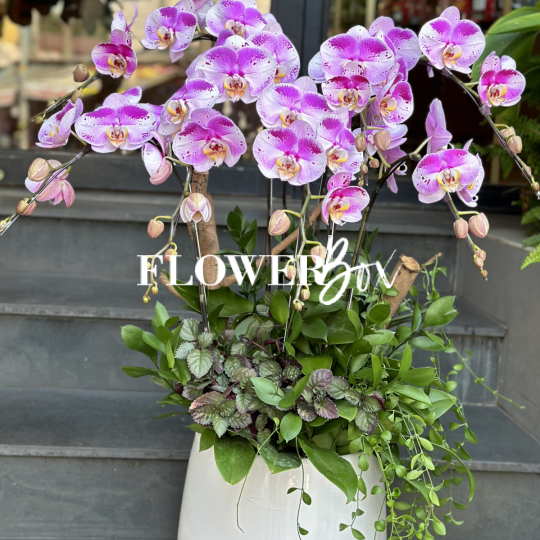 HD024 - Chậu hồ điệp 7 cành