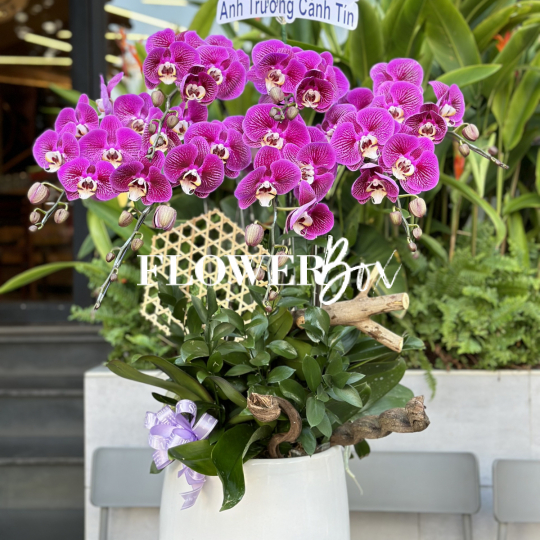 HD014 - Chậu hồ điệp 9 cành