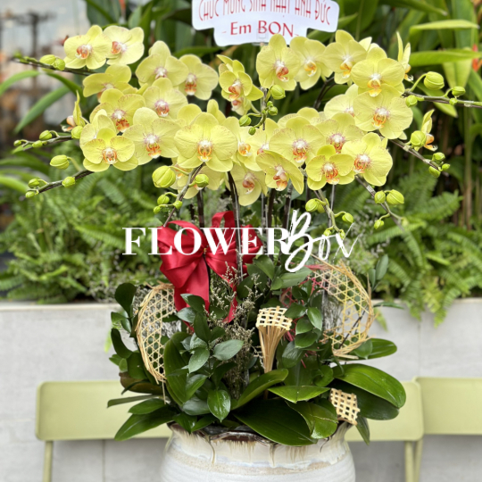 HD015 - Chậu hồ điệp 9 cành