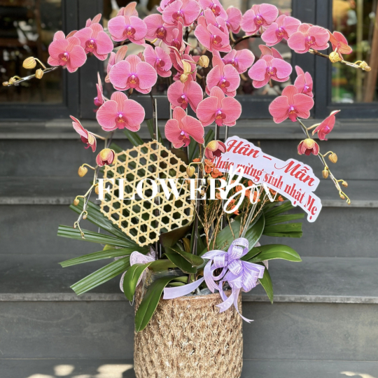 HD030 - Chậu hồ điệp 6 cành