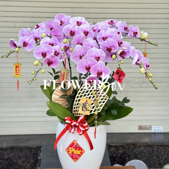 HD025 - Chậu hồ điệp 8 cành