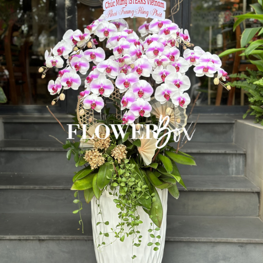 HD029 - Chậu hồ điệp 10 cành