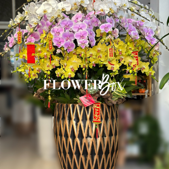 HD027 - Chậu hồ điệp 45 cành