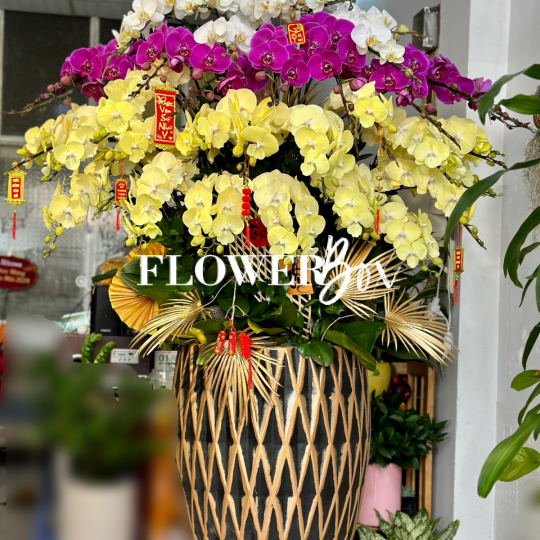 HD028 -0Chậu hồ điệp 36 cành