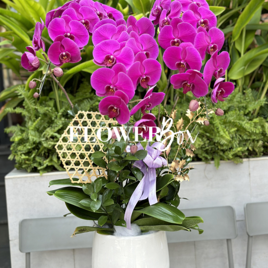 HD032 - Chậu hồ điệp 3 cành