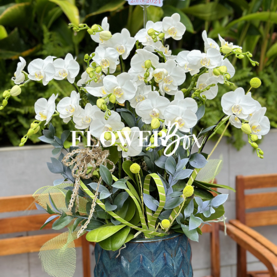 HDN016-CHẬU LAN HD NHÍ 11 CÀNH
