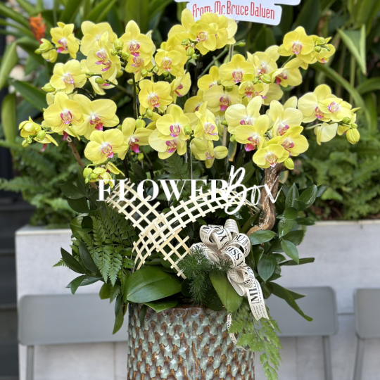 HDN011-CHẬU LAN HD NHÍ 10 CÀNH