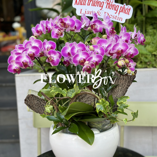 HDN002-CHẬU LAN HD NHÍ 6 CÀNH