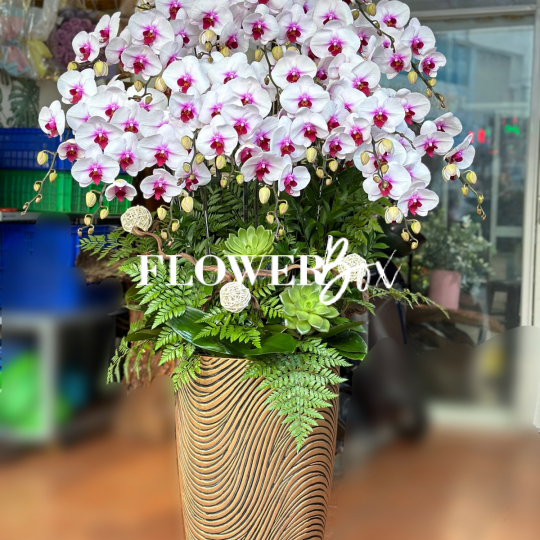 HD035 - Chậu hồ điệp 18 cành